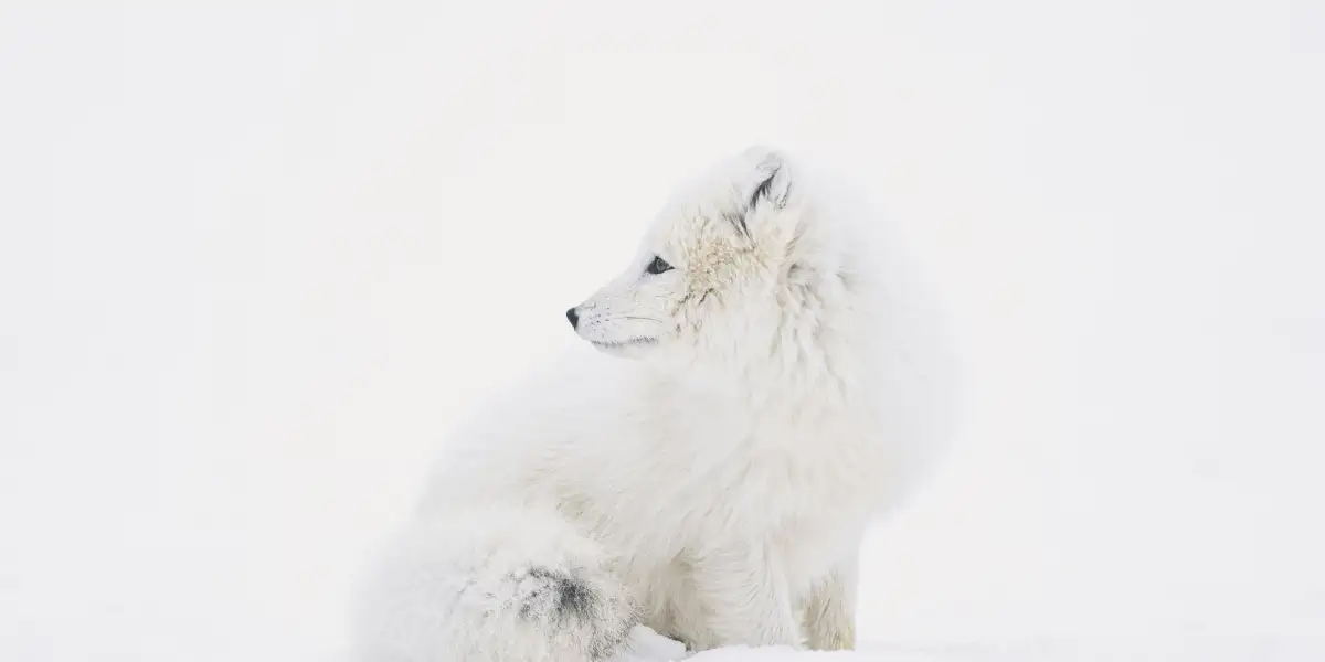 Nowy kurs stworzony w editor.js